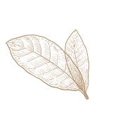 A leaf on a black background.