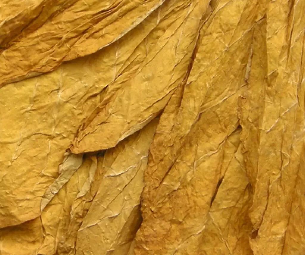 A close up of a yellow leaf of tobacco.