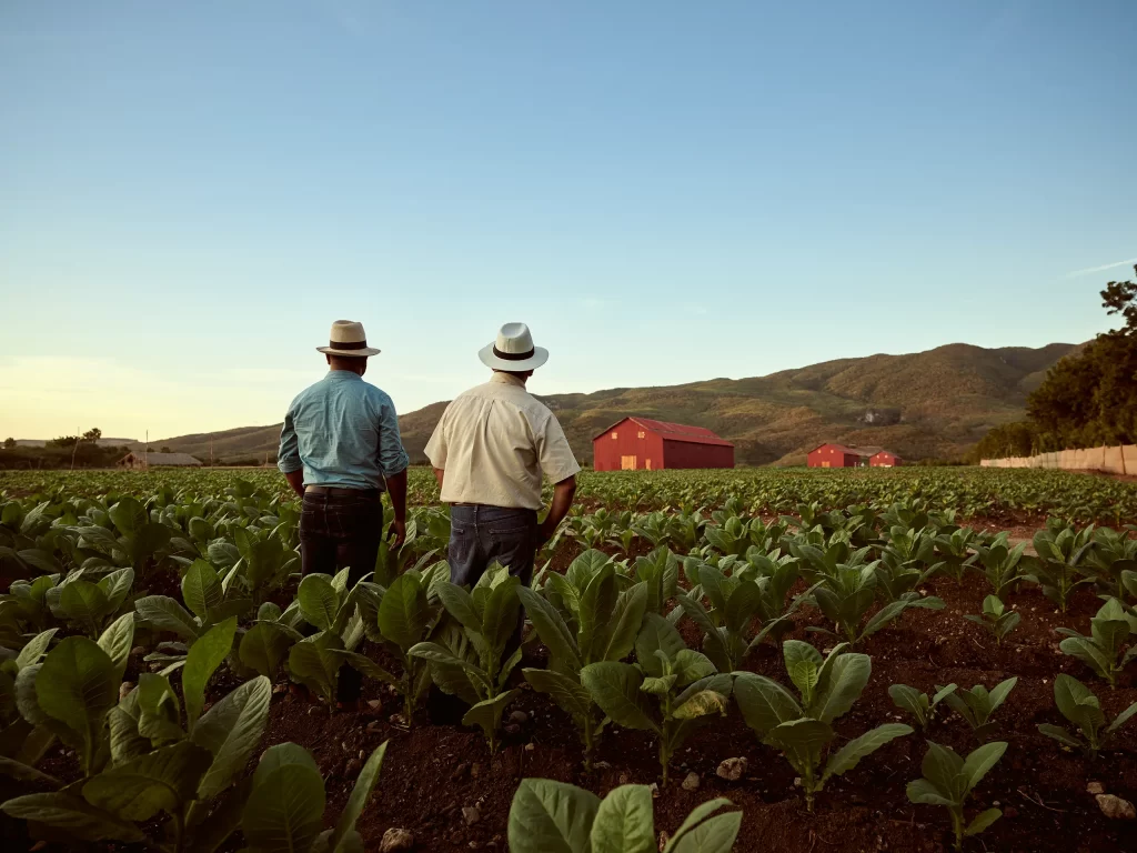 Two men standing in a field of tobacco.