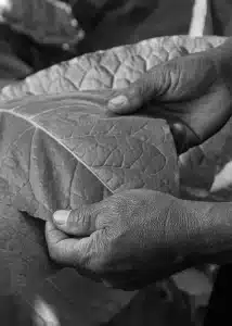 A black and white photo of a person holding a leaf of tobacco.