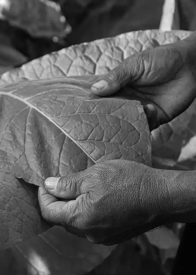 A black and white photo of a person holding a leaf of tobacco.